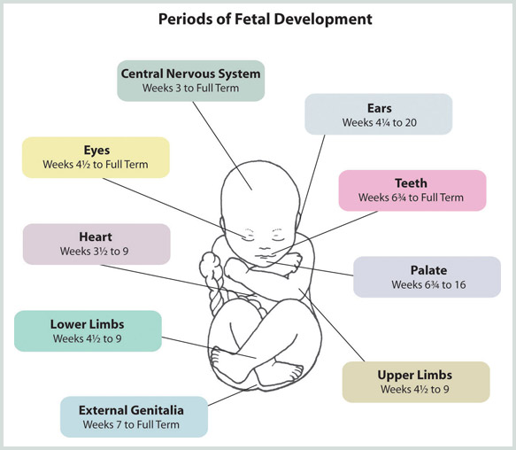 Drinking alcohol in early pregnancy stages